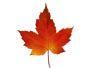 楓葉可以用來做什么？楓葉可以染頭發(fā)嗎？