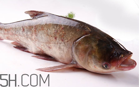 胖頭魚是花鰱魚嗎？胖頭魚是河魚還是海魚