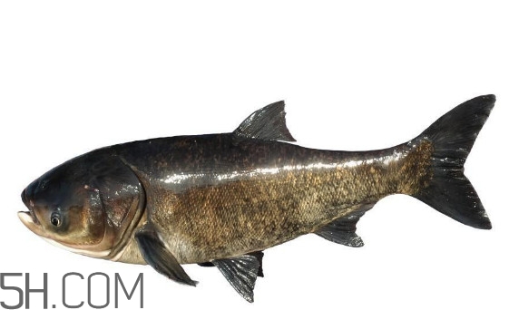 胖頭魚為什么叫胖頭魚？胖頭魚能長到多大