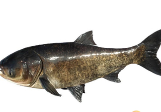 胖頭魚為什么叫胖頭魚？胖頭魚能長到多大