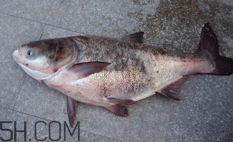 胖頭魚是花鰱魚嗎？胖頭魚是河魚還是海魚