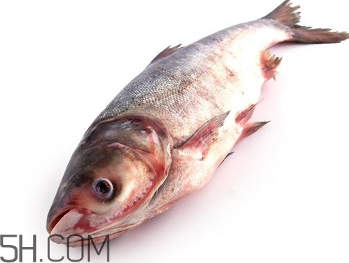 胖頭魚為什么叫胖頭魚？胖頭魚能長到多大