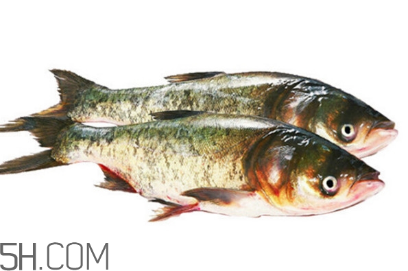 胖頭魚怎么做好吃？胖頭魚怎么釣