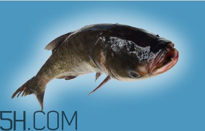 胖頭魚(yú)吃什么？胖頭魚(yú)怎么殺