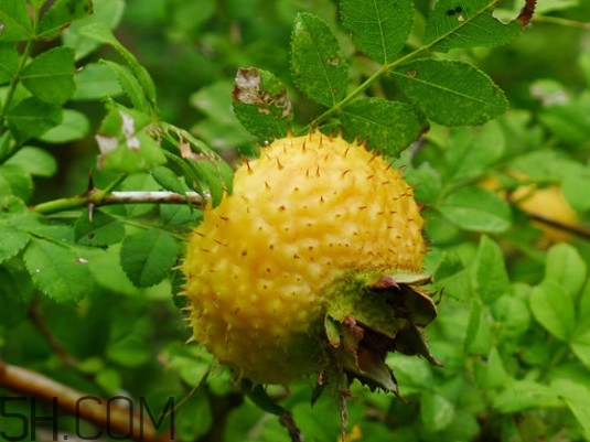 刺梨是什么味道？刺梨是什么水果