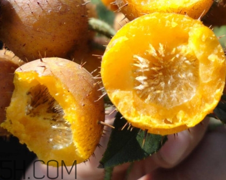 刺梨能降血壓嗎？刺梨是哪里的特產(chǎn)