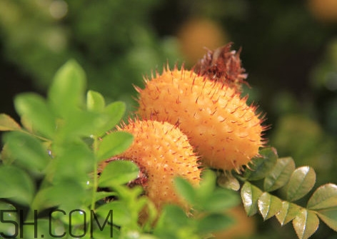 刺梨是酸性還是堿性？刺梨是涼性還是熱性