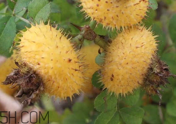 刺梨什么時(shí)候成熟？刺梨泡酒有什么功效