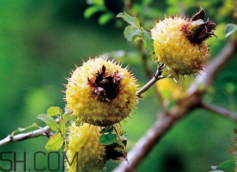 新鮮刺梨怎么保存？刺梨什么人不能吃