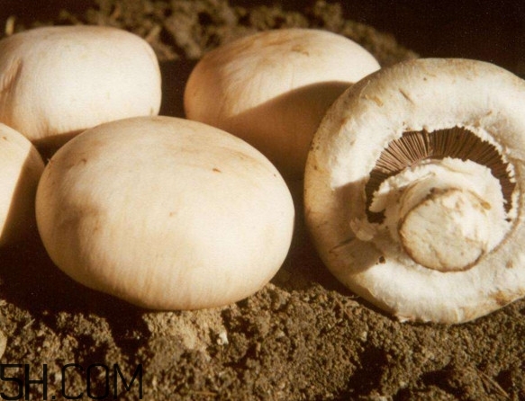 口蘑怎么吃？口蘑不能和什么一起吃