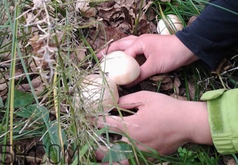 口蘑怎么挑選？口蘑有毒嗎