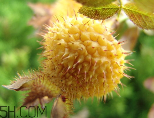 新鮮刺梨怎么保存？刺梨什么人不能吃