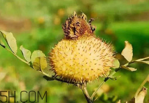 刺梨泡水喝的功效 刺梨根的功效與作用 刺梨泡水喝的功效 刺梨根的功效與作用