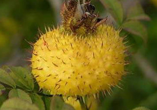 刺梨是什么味道？刺梨是什么水果