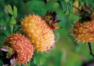 刺梨怎么泡酒？刺梨怎么泡水喝