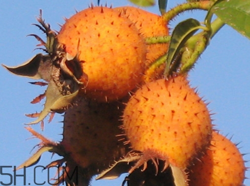 刺梨是金櫻子嗎？刺梨是中藥嗎