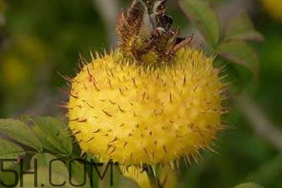 刺梨是什么味道？刺梨是什么水果