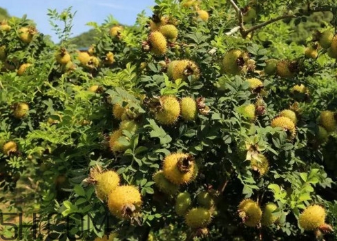 刺梨能降血壓嗎？刺梨是哪里的特產(chǎn)