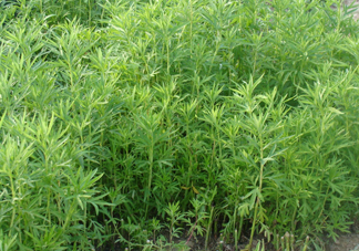 藜蒿是什么植物？藜蒿怎么種植