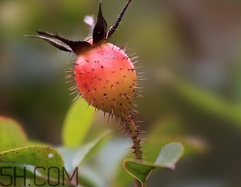 刺梨是金櫻子嗎？刺梨是中藥嗎