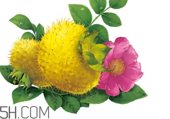 刺梨泡水喝的功效 刺梨根的功效與作用 刺梨泡水喝的功效 刺梨根的功效與作用