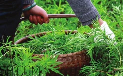 藜蒿多少錢一斤？藜蒿和蘆蒿是同一種菜嗎？