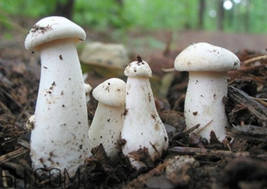 口蘑是香菇嗎？口蘑怎么種植