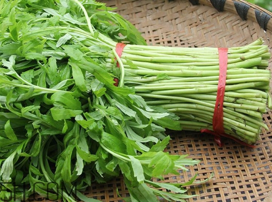 藜蒿什么季節(jié)有？藜蒿是發(fā)物嗎