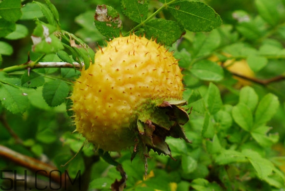 新鮮刺梨怎么保存？刺梨什么人不能吃