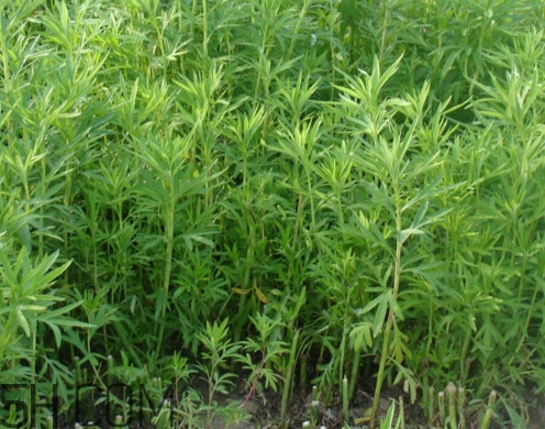 藜蒿是什么植物？藜蒿怎么種植