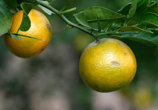 貢柑幾月成熟？貢柑種植到掛果要多少年