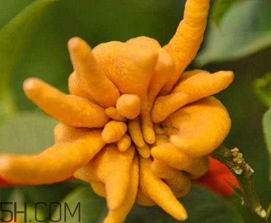 佛手柑孕婦可以吃嗎？佛手柑的功效與作用