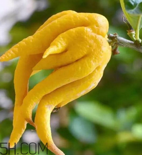 佛手是什么水果？佛手柑怎么保存