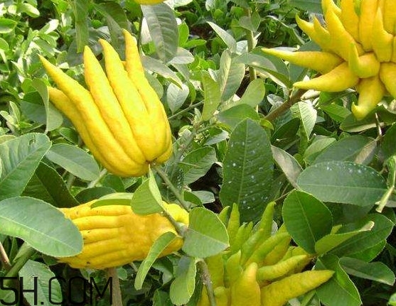 佛手柑精油怎么使用？佛手柑精油孕婦能用嗎