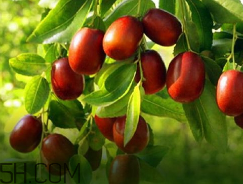 新疆紅棗什么時候成熟 新疆紅棗多少錢一斤 新疆紅棗什么時候成熟 新疆紅棗多少錢一斤