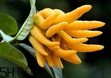 佛手柑泡水喝有什么功效？佛手柑產(chǎn)地在哪兒
