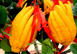 佛手柑孕婦可以吃嗎？佛手柑的功效與作用