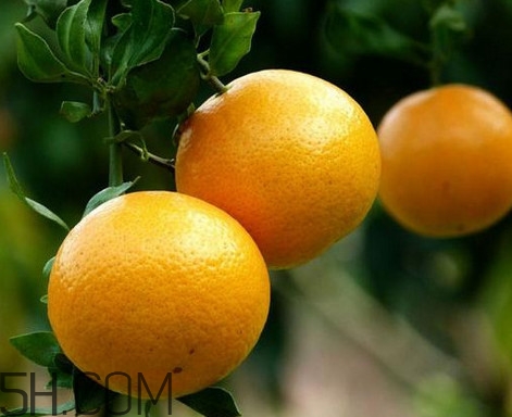 貢柑幾月成熟？貢柑種植到掛果要多少年