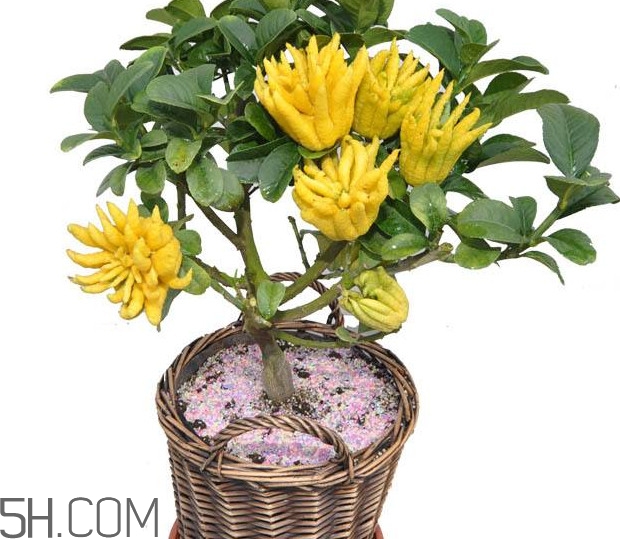 佛手是什么水果？佛手柑怎么保存