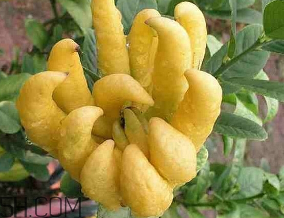 佛手柑孕婦可以吃嗎？佛手柑的功效與作用