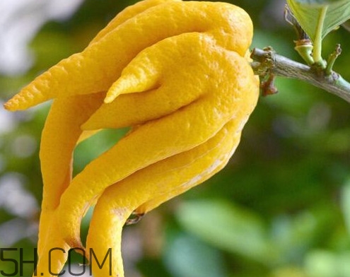 佛手柑怎么吃？佛手柑是什么味道
