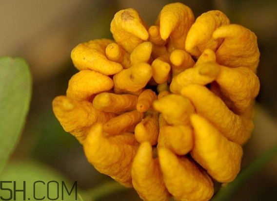 佛手柑怎么腌制？佛手柑可以生吃嗎