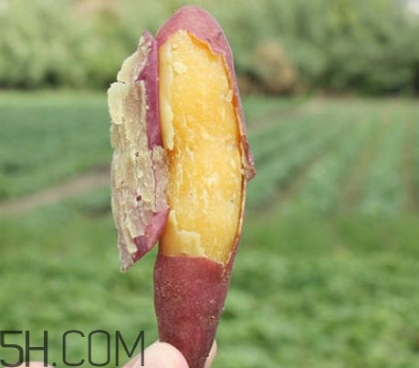 板栗紅薯是轉(zhuǎn)基因食品嗎？板栗紅薯的功效與作用