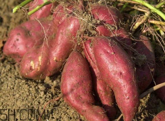 紅薯是什么時(shí)候傳入中國？紅薯是涼性還是熱性？