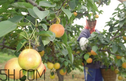 南果梨是發(fā)物嗎？南果梨是酸性還是堿性