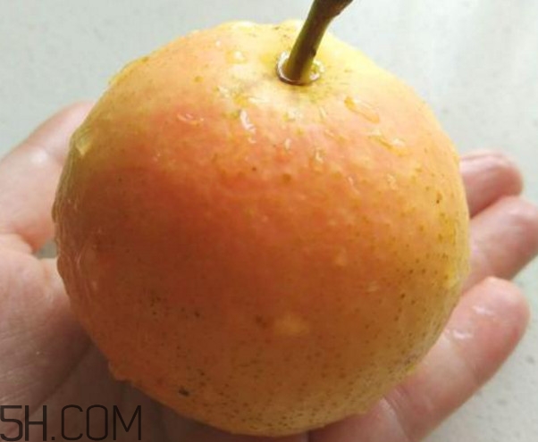 南果梨是哪里的特產(chǎn)？南果梨是嫁接的嗎