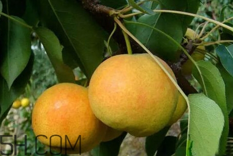 南果梨怎么變軟？南果梨怎么捂熟