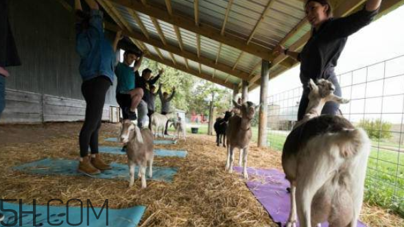 練瑜伽的最佳時間是什么時候？什么是山羊瑜伽？