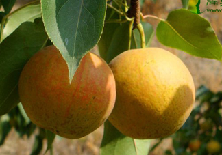 南果梨怎么變軟？南果梨怎么捂熟