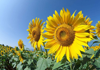 向日葵什么時候開花？向日葵什么時候成熟